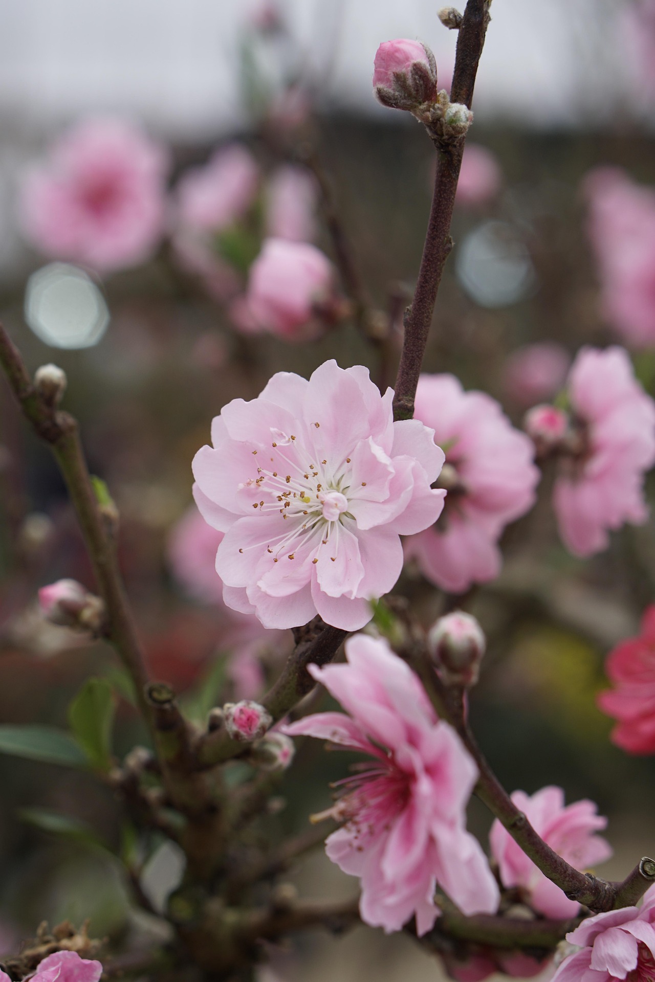 Hoa đào, cây cảnh, bonsai,  peach blossom, flower, tết, xuân, spring, truyền thống, Việt Nam- thuycongofficial 9
