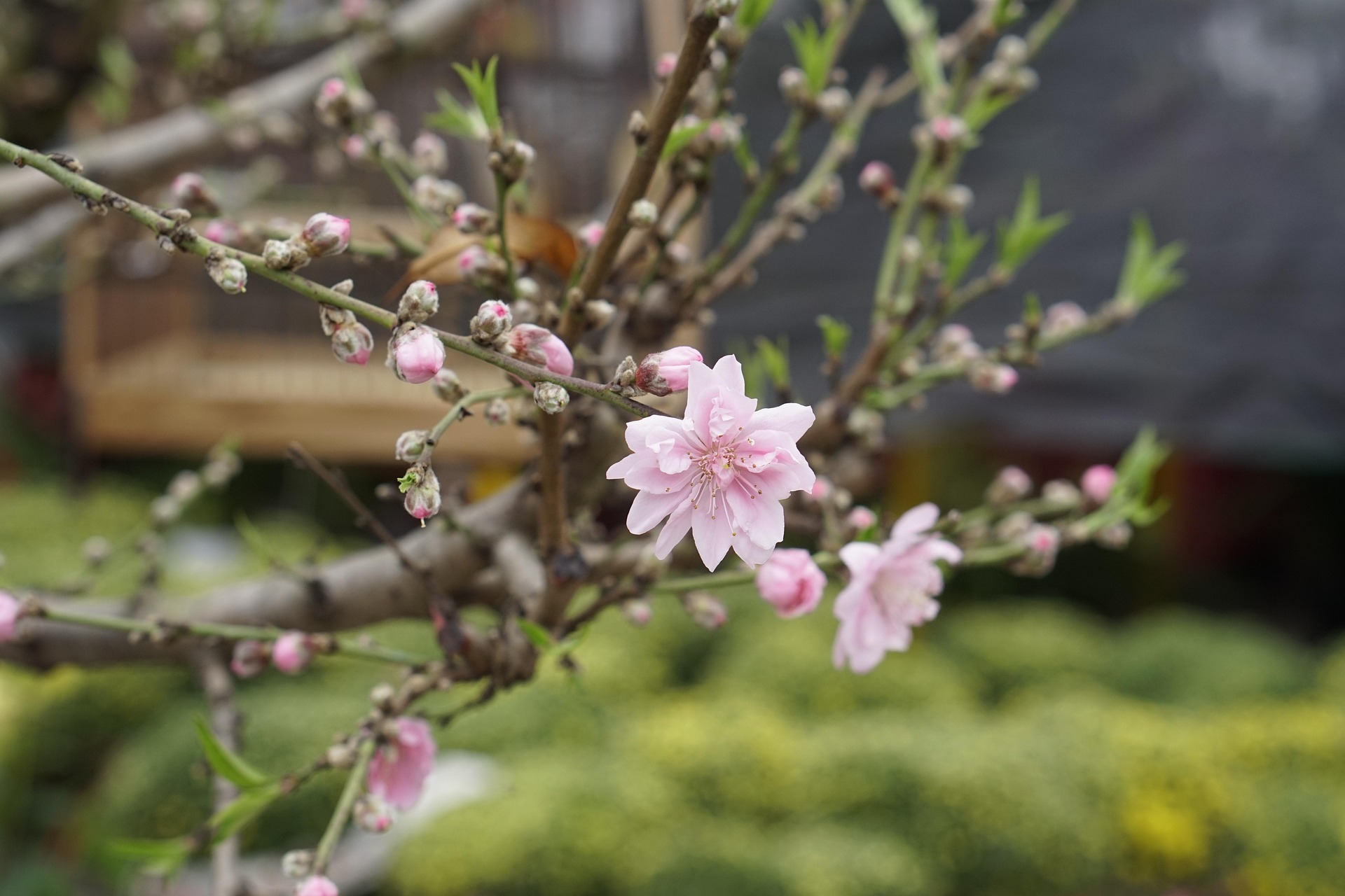 Hoa đào, cây cảnh, bonsai,  peach blossom, flower, tết, xuân, spring, truyền thống, Việt Nam- thuycongofficial 10