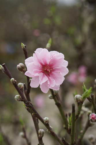 Hoa đào, cây cảnh, bonsai,  peach blossom, flower, tết, xuân, spring, truyền thống, Việt Nam- thuycongofficial 14