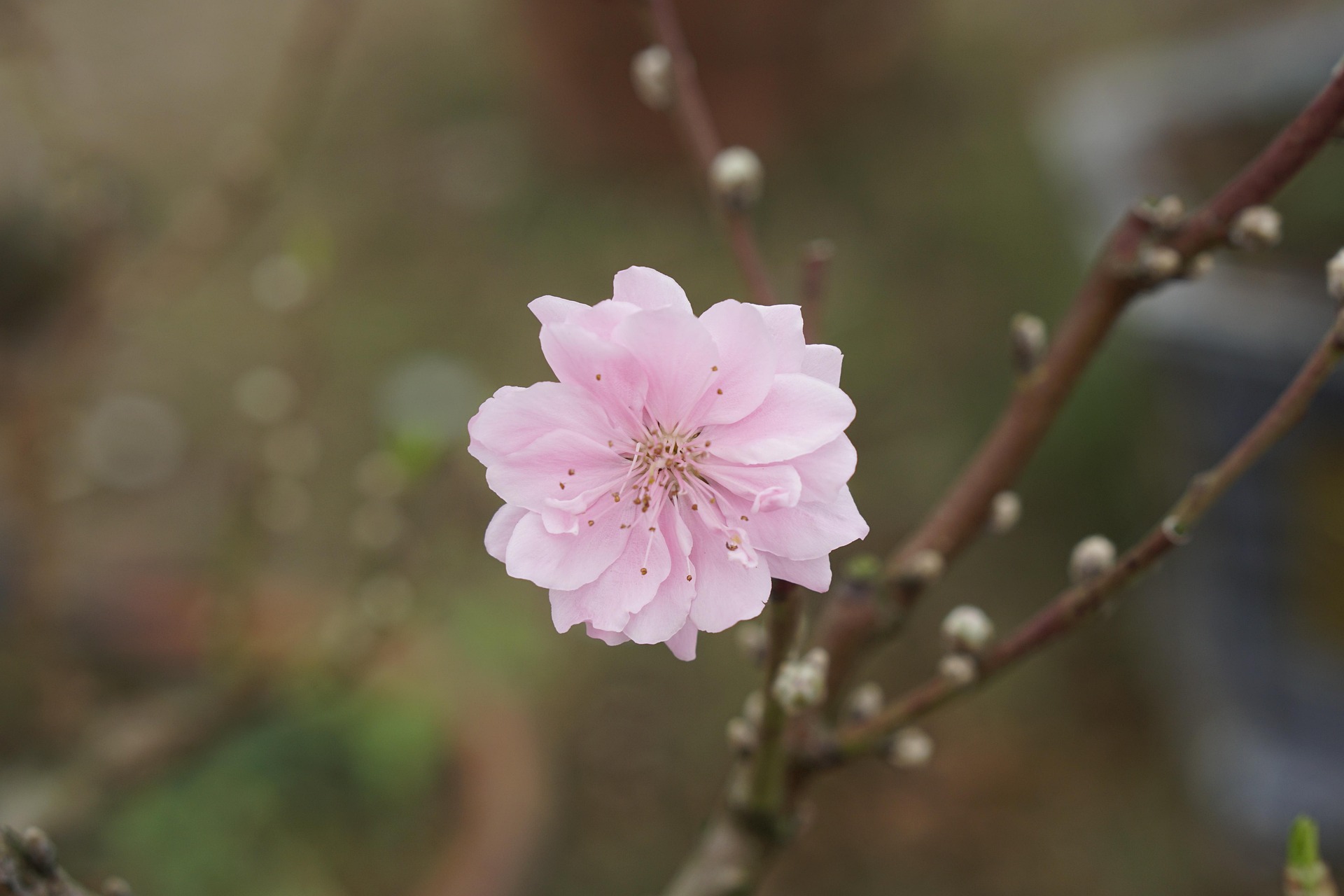 Hoa đào, cây cảnh, bonsai,  peach blossom, flower, tết, xuân, spring, truyền thống, Việt Nam- thuycongofficial 8