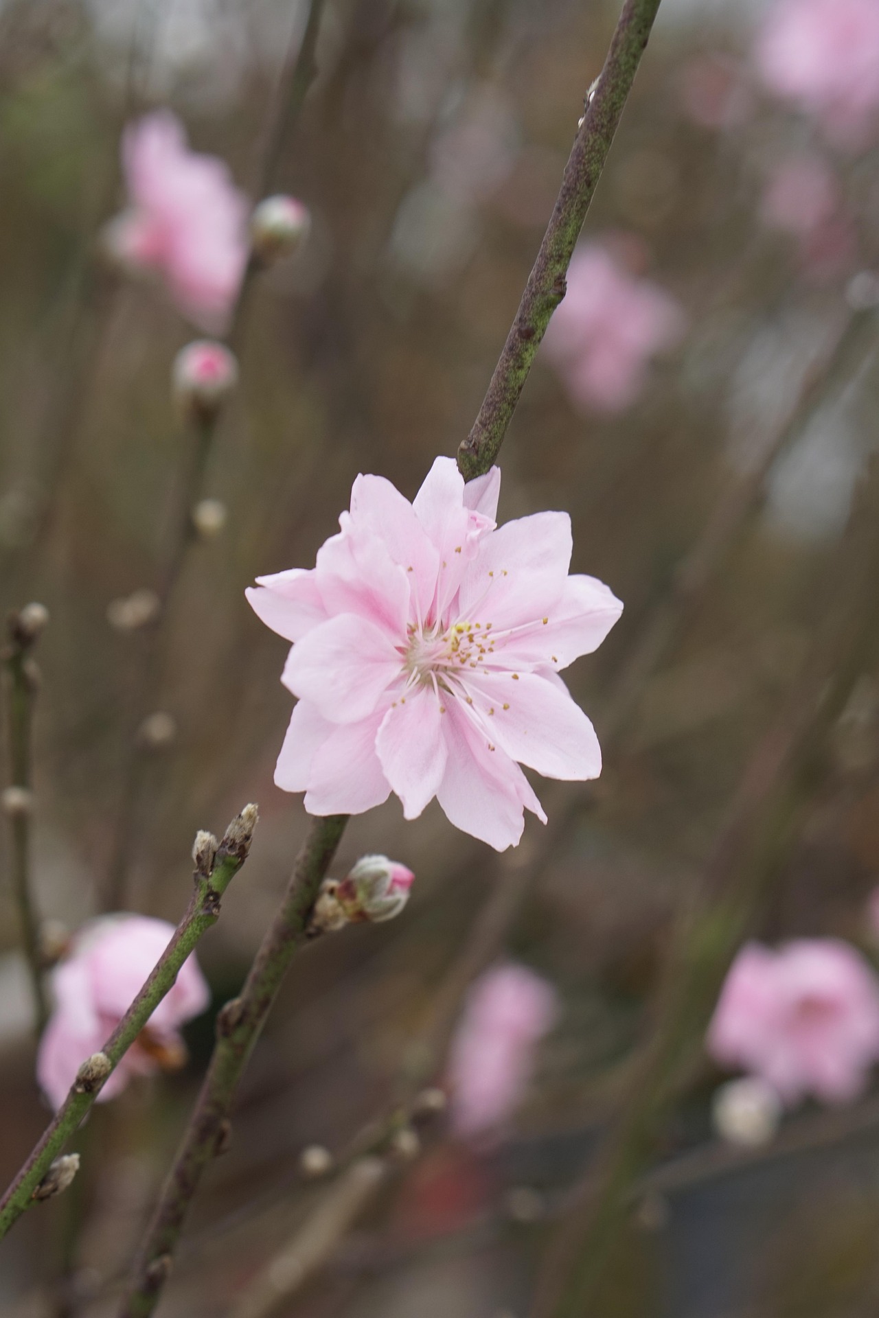 Hoa đào, cây cảnh, bonsai,  peach blossom, flower, tết, xuân, spring, truyền thống, Việt Nam- thuycongofficial 6