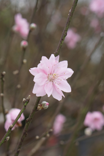 Hoa đào, cây cảnh, bonsai,  peach blossom, flower, tết, xuân, spring, truyền thống, Việt Nam- thuycongofficial 6