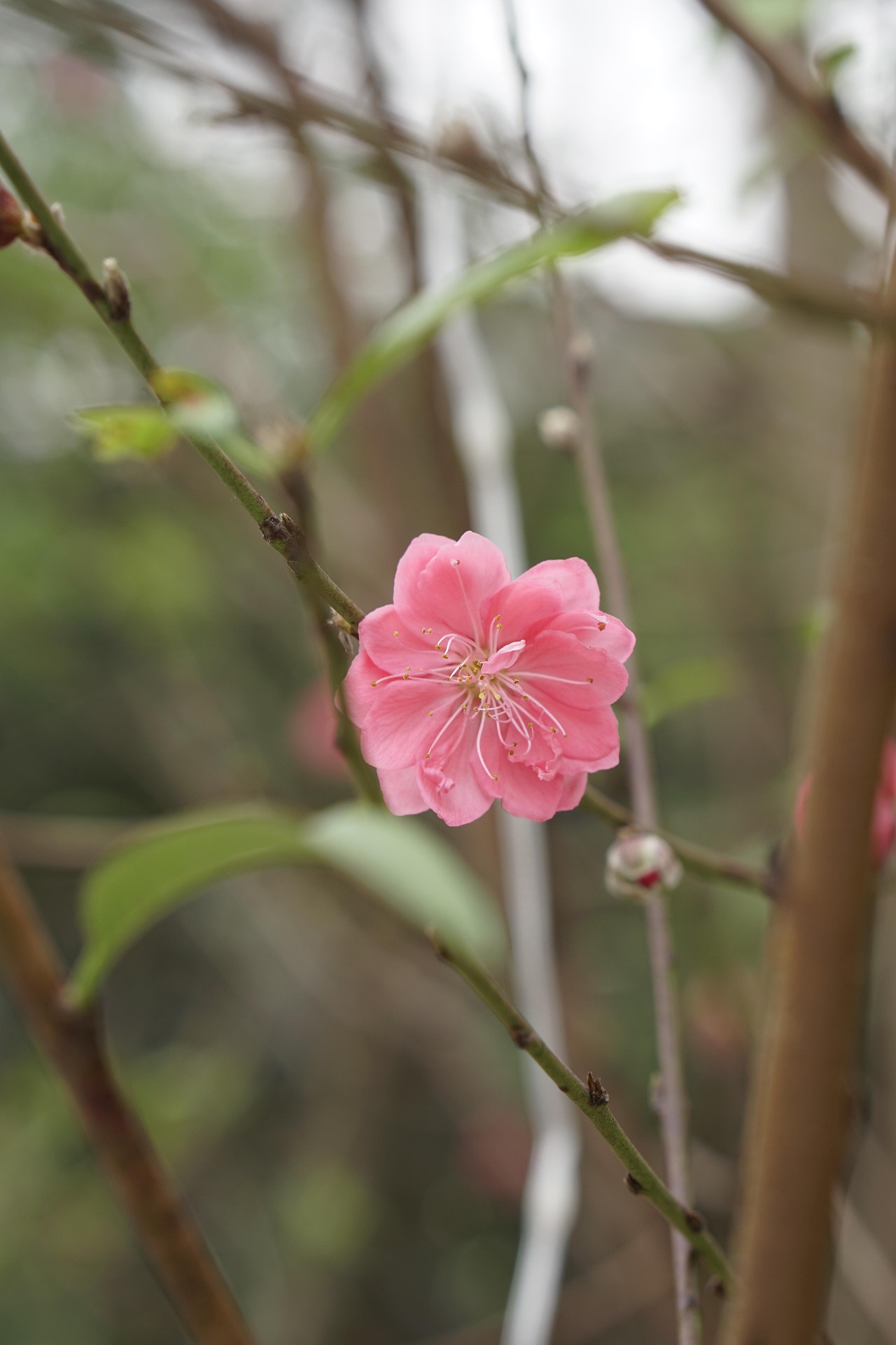 Hoa đào, cây cảnh, bonsai,  peach blossom, flower, tết, xuân, spring, truyền thống, Việt Nam- thuycongofficial 2