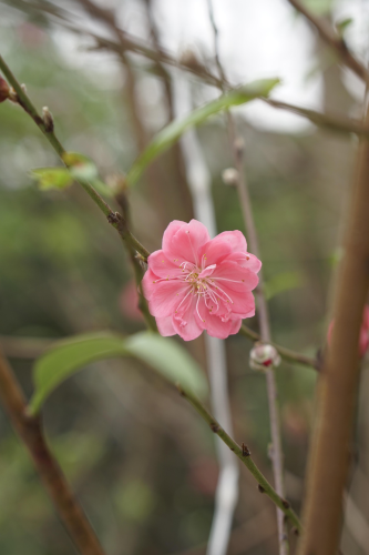 Hoa đào, cây cảnh, bonsai,  peach blossom, flower, tết, xuân, spring, truyền thống, Việt Nam- thuycongofficial 2