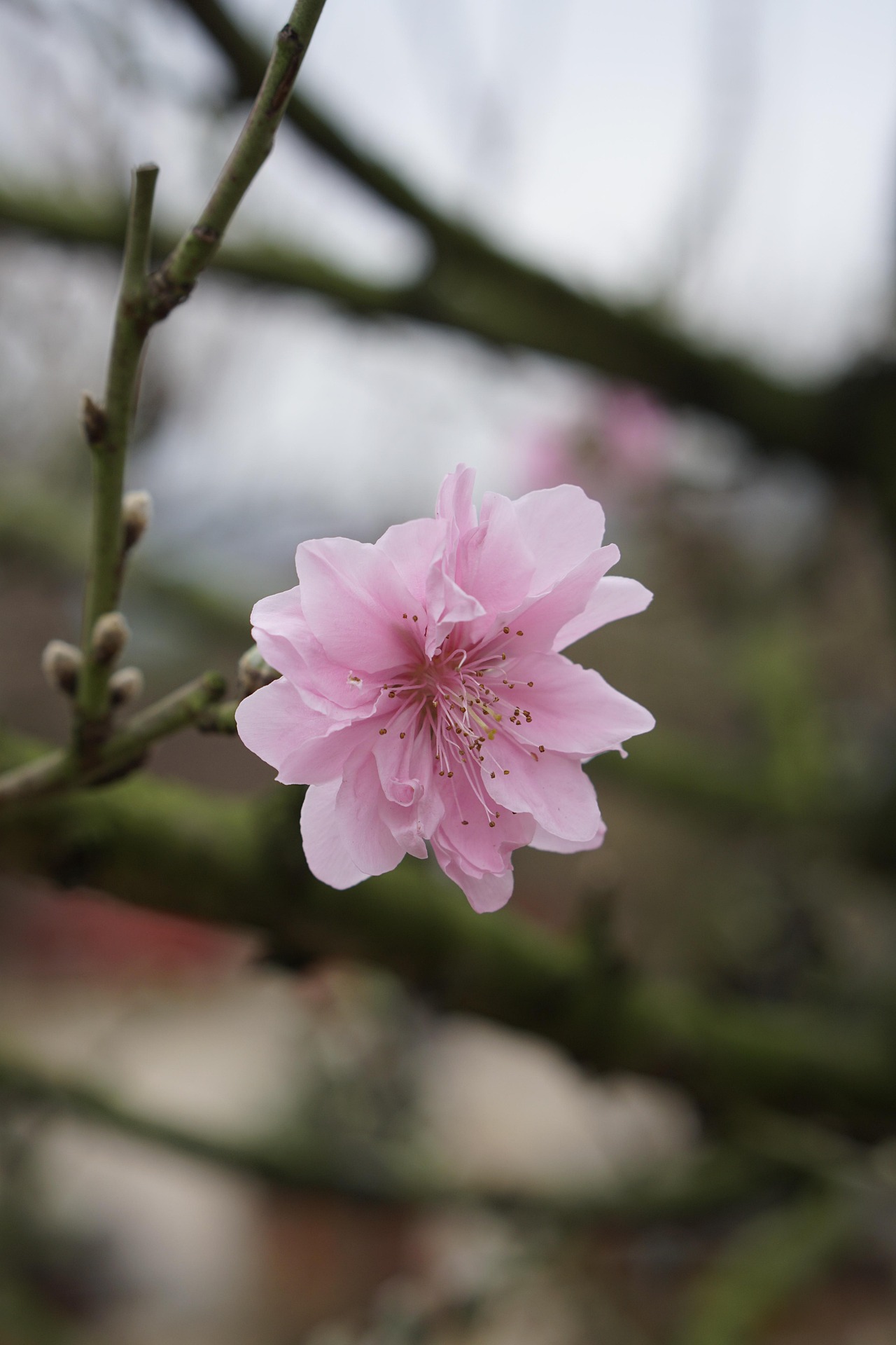 Hoa đào, cây cảnh, bonsai,  peach blossom, flower, tết, xuân, spring, truyền thống, Việt Nam- thuycongofficial 5