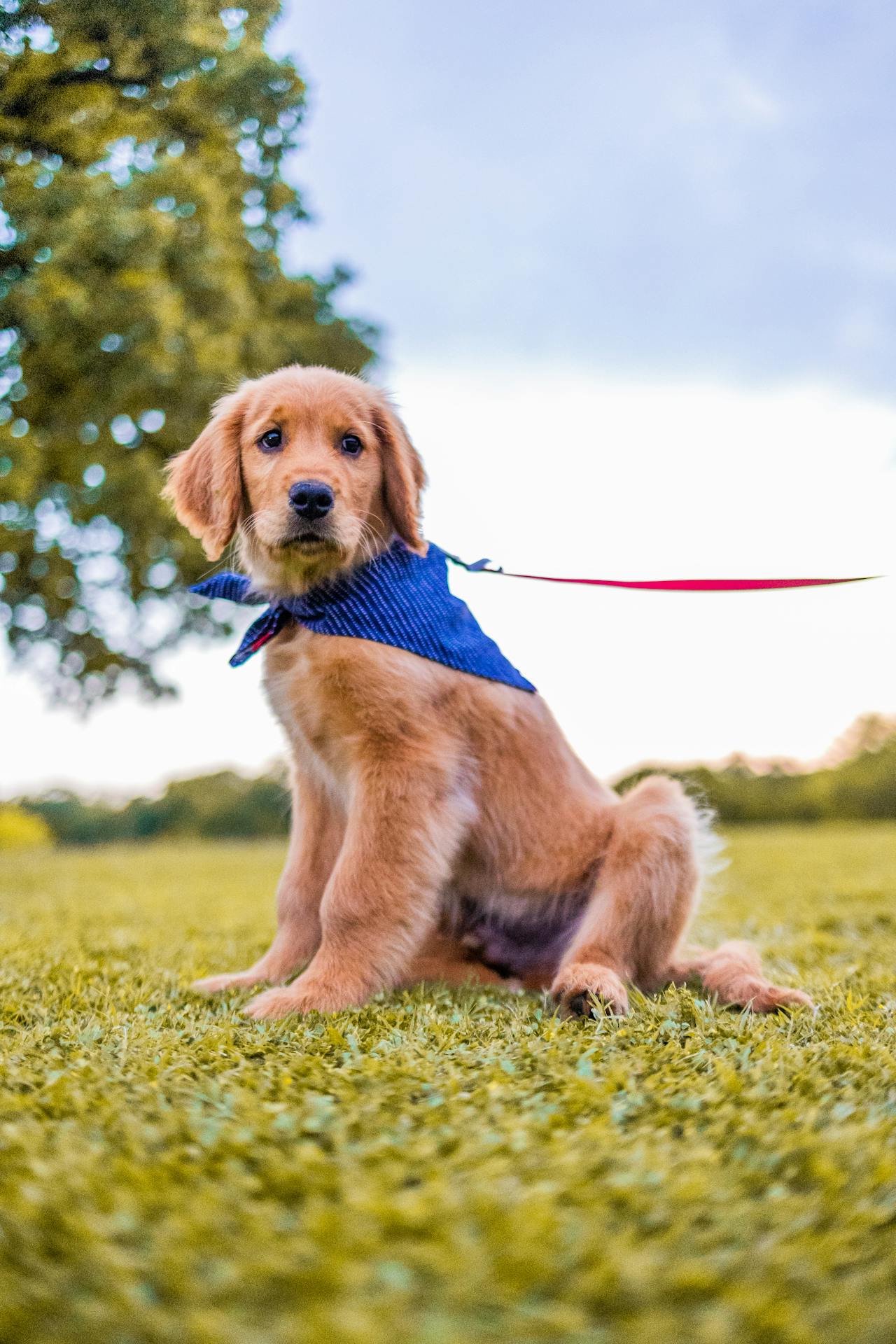 Con chó, chú chó vàng, chó Golden Retriever, dễ thương, The dog, the golden dog, the Golden Retriever, is cute -  Caleb Oquendo 6