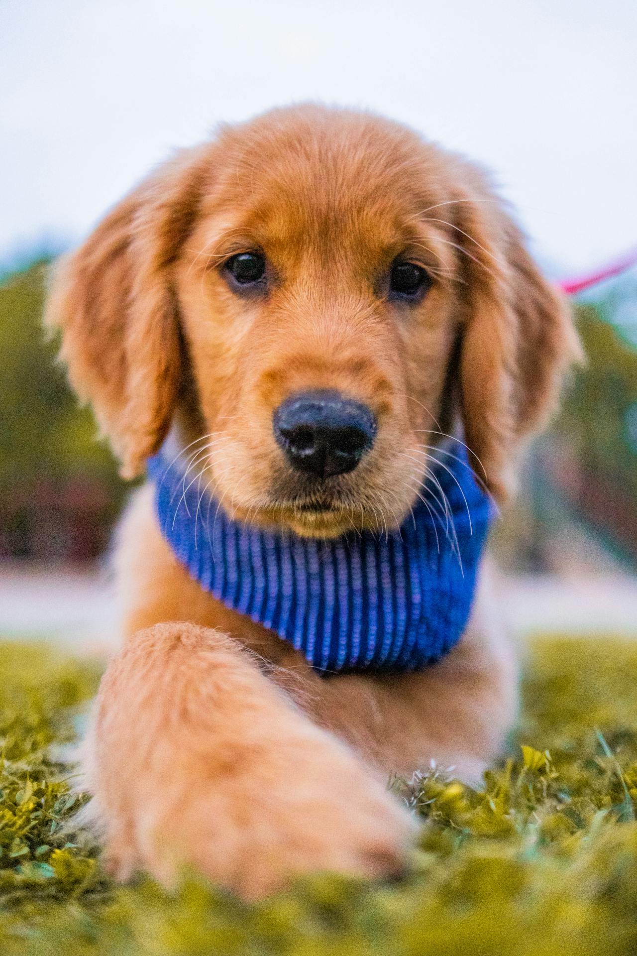 Con chó, chú chó vàng, chó Golden Retriever, dễ thương, The dog, the golden dog, the Golden Retriever, is cute -  Caleb Oquendo 2