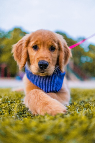 Con chó, chú chó vàng, chó Golden Retriever, dễ thương, The dog, the golden dog, the Golden Retriever, is cute -  Caleb Oquendo 1