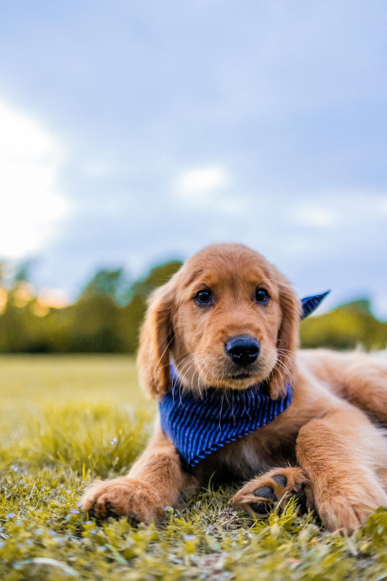 Con chó, chú chó vàng, chó Golden Retriever, dễ thương, The dog, the golden dog, the Golden Retriever, is cute -  Caleb Oquendo 10