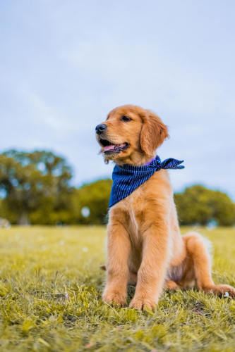 Con chó, chú chó vàng, chó Golden Retriever, dễ thương, The dog, the golden dog, the Golden Retriever, is cute -  Caleb Oquendo 7