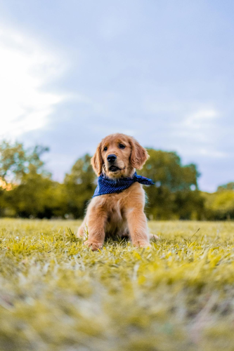 Con chó, chú chó vàng, chó Golden Retriever, dễ thương, The dog, the golden dog, the Golden Retriever, is cute -  Caleb Oquendo 12