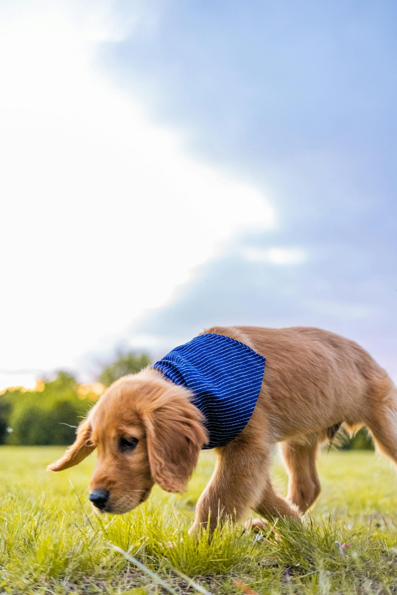 Con chó, chú chó vàng, chó Golden Retriever, dễ thương, The dog, the golden dog, the Golden Retriever, is cute -  Caleb Oquendo 4
