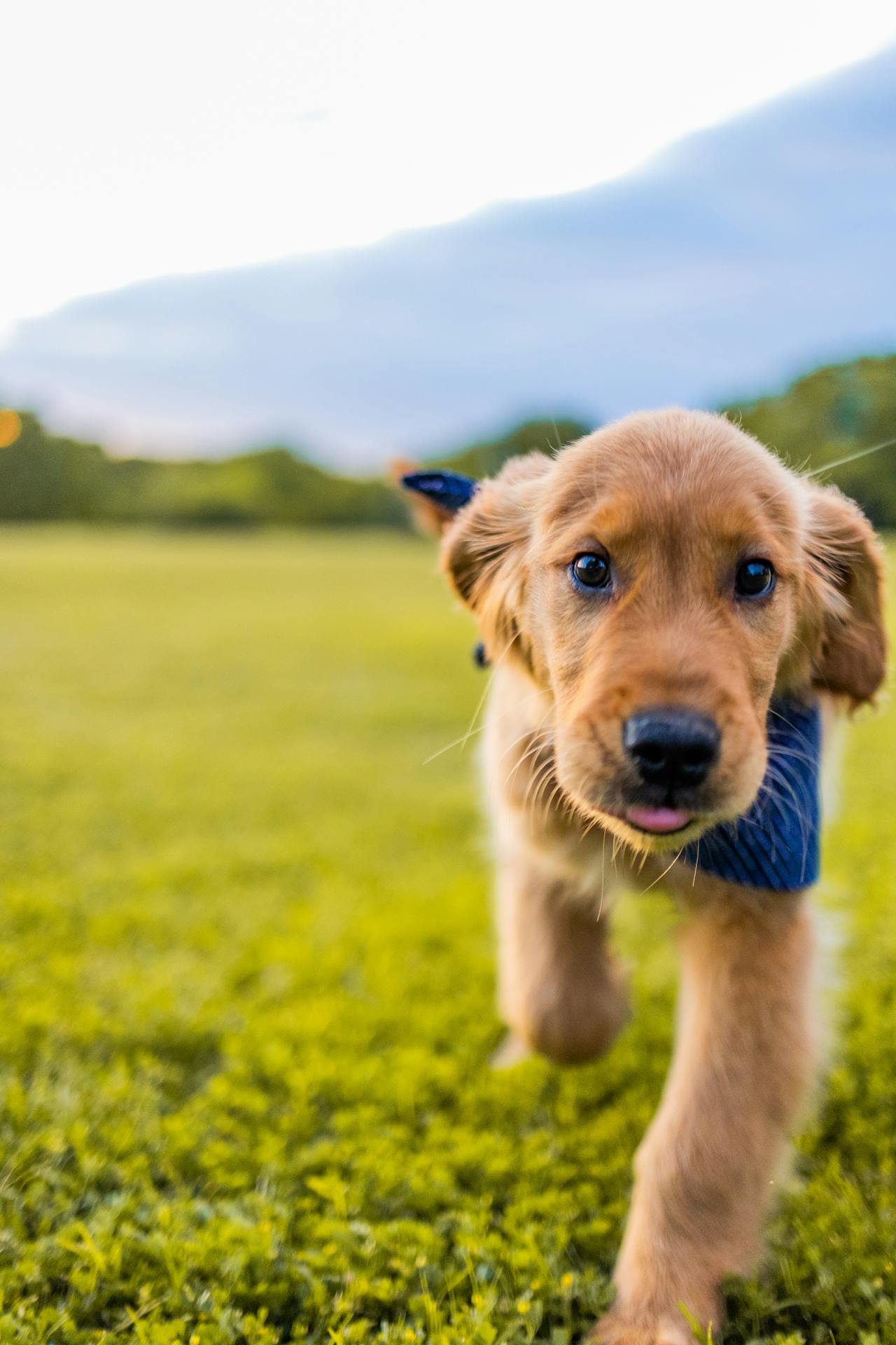 Con chó, chú chó vàng, chó Golden Retriever, dễ thương, The dog, the golden dog, the Golden Retriever, is cute -  Caleb Oquendo 5