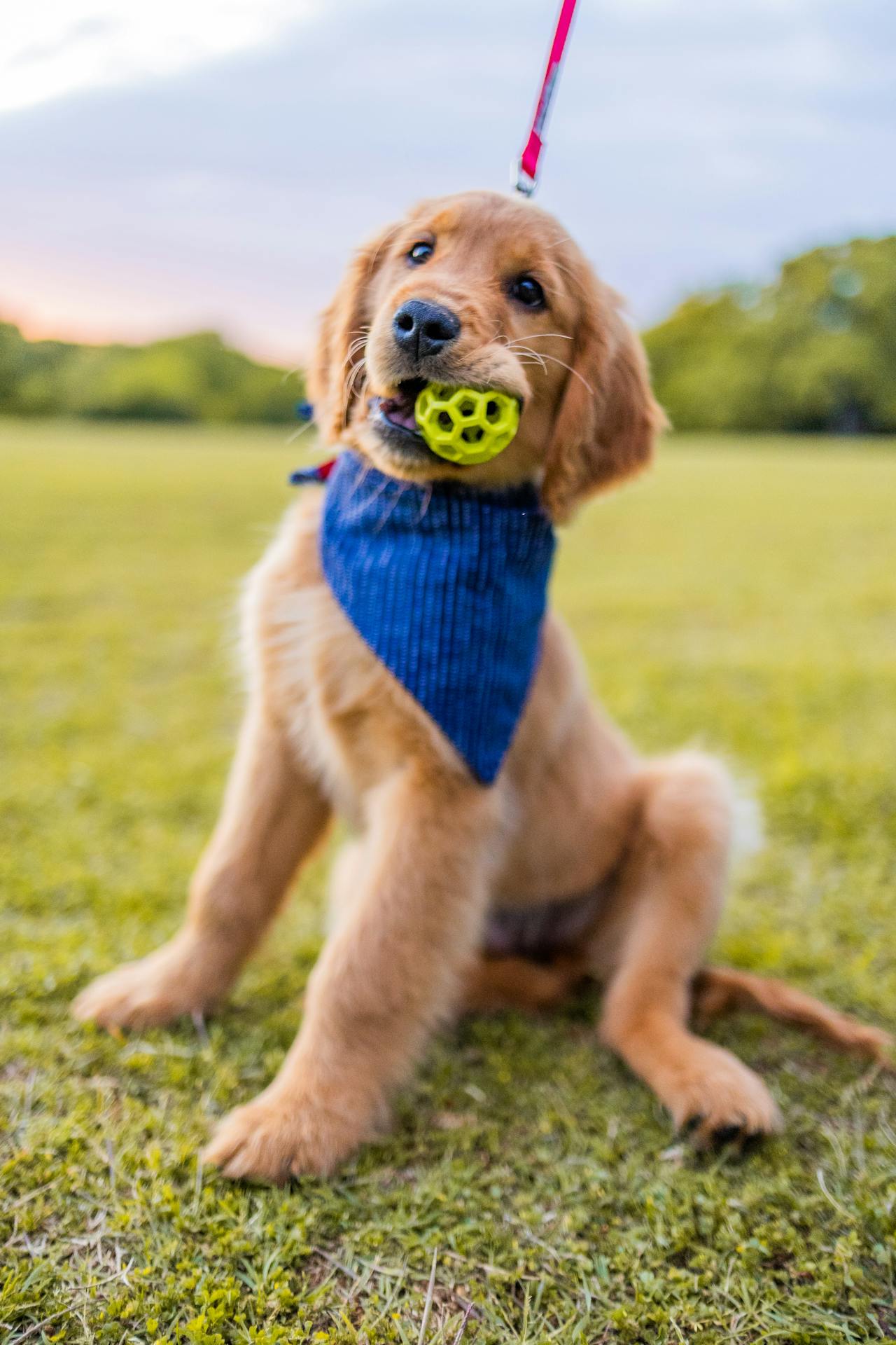 Con chó, chú chó vàng, chó Golden Retriever, dễ thương, The dog, the golden dog, the Golden Retriever, is cute -  Caleb Oquendo 3