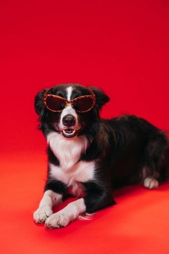 Con chó, chú chó thời trang, chó Border Collie, chó đen trắng, dễ thương, Dog, fashionable dog, Border Collie, black and white dog, cute - KoolShooters 7