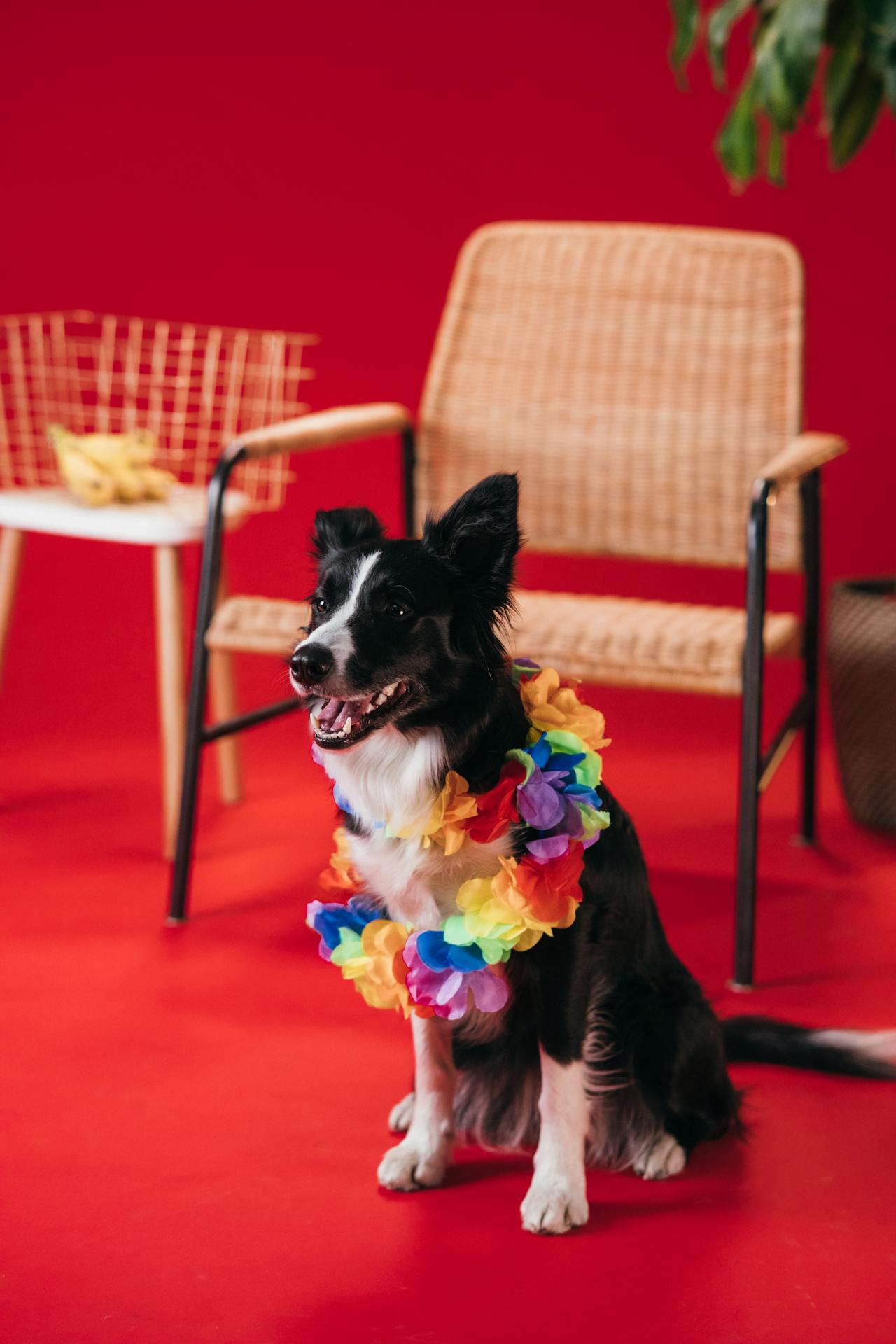 Con chó, chú chó thời trang, chó Border Collie, chó đen trắng, dễ thương, Dog, fashionable dog, Border Collie, black and white dog, cute - KoolShooters 1