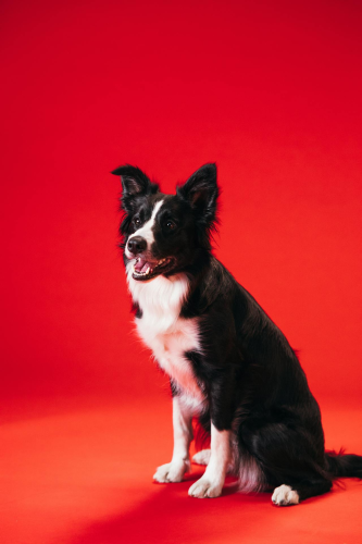 Con chó, chú chó thời trang, chó Border Collie, chó đen trắng, dễ thương, Dog, fashionable dog, Border Collie, black and white dog, cute - KoolShooters 8