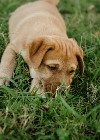 Con chó, chú chó vàng, chó Golden Retriever, dễ thương, The dog, the golden dog, the Golden Retriever, is cute -  Nadiye Odabaşı 5