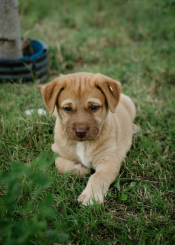 Con chó, chú chó vàng, chó Golden Retriever, dễ thương, The dog, the golden dog, the Golden Retriever, is cute -  Nadiye Odabaşı 1