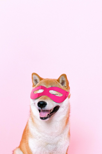 Con chó, chú chó thời trang, chó Shiba Inu, chó lông vàng, dễ thương, the dog, the fashionable dog, the Shiba Inu, the golden retriever, cute. -  Anna Shvets 5