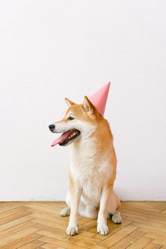 Con chó, chú chó thời trang, chó Shiba Inu, chó lông vàng, dễ thương, the dog, the fashionable dog, the Shiba Inu, the golden retriever, cute. -  Anna Shvets 18