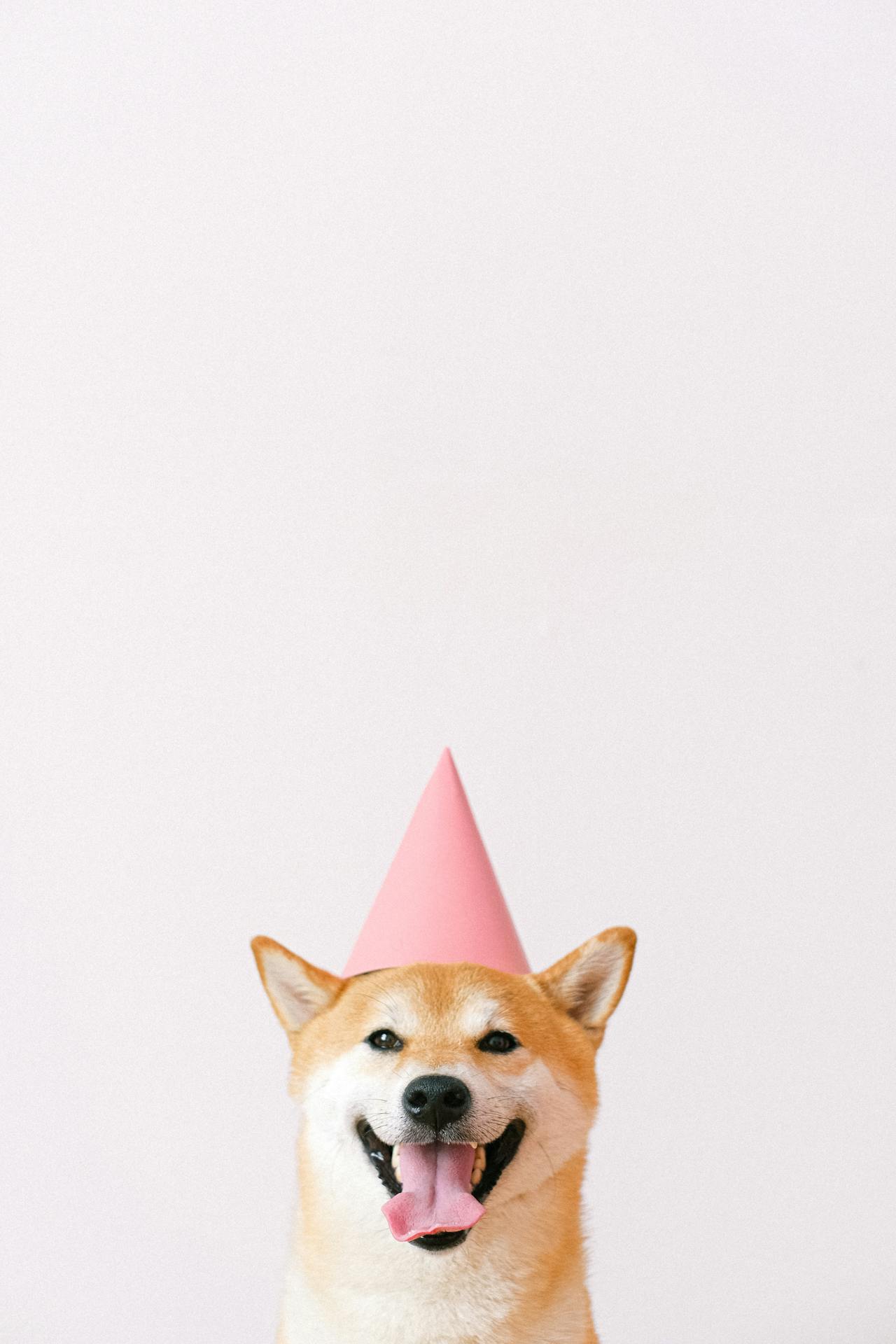 Con chó, chú chó thời trang, chó Shiba Inu, chó lông vàng, dễ thương, the dog, the fashionable dog, the Shiba Inu, the golden retriever, cute. -  Anna Shvets 20