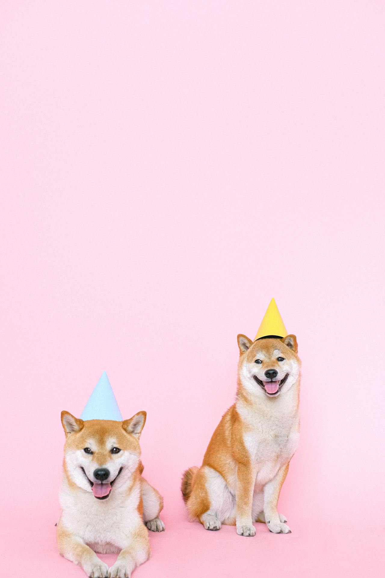 Con chó, chú chó thời trang, chó Shiba Inu, chó lông vàng, dễ thương, the dog, the fashionable dog, the Shiba Inu, the golden retriever, cute. -  Anna Shvets 17