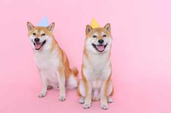 Con chó, chú chó thời trang, chó Shiba Inu, chó lông vàng, dễ thương, the dog, the fashionable dog, the Shiba Inu, the golden retriever, cute. -  Anna Shvets 16
