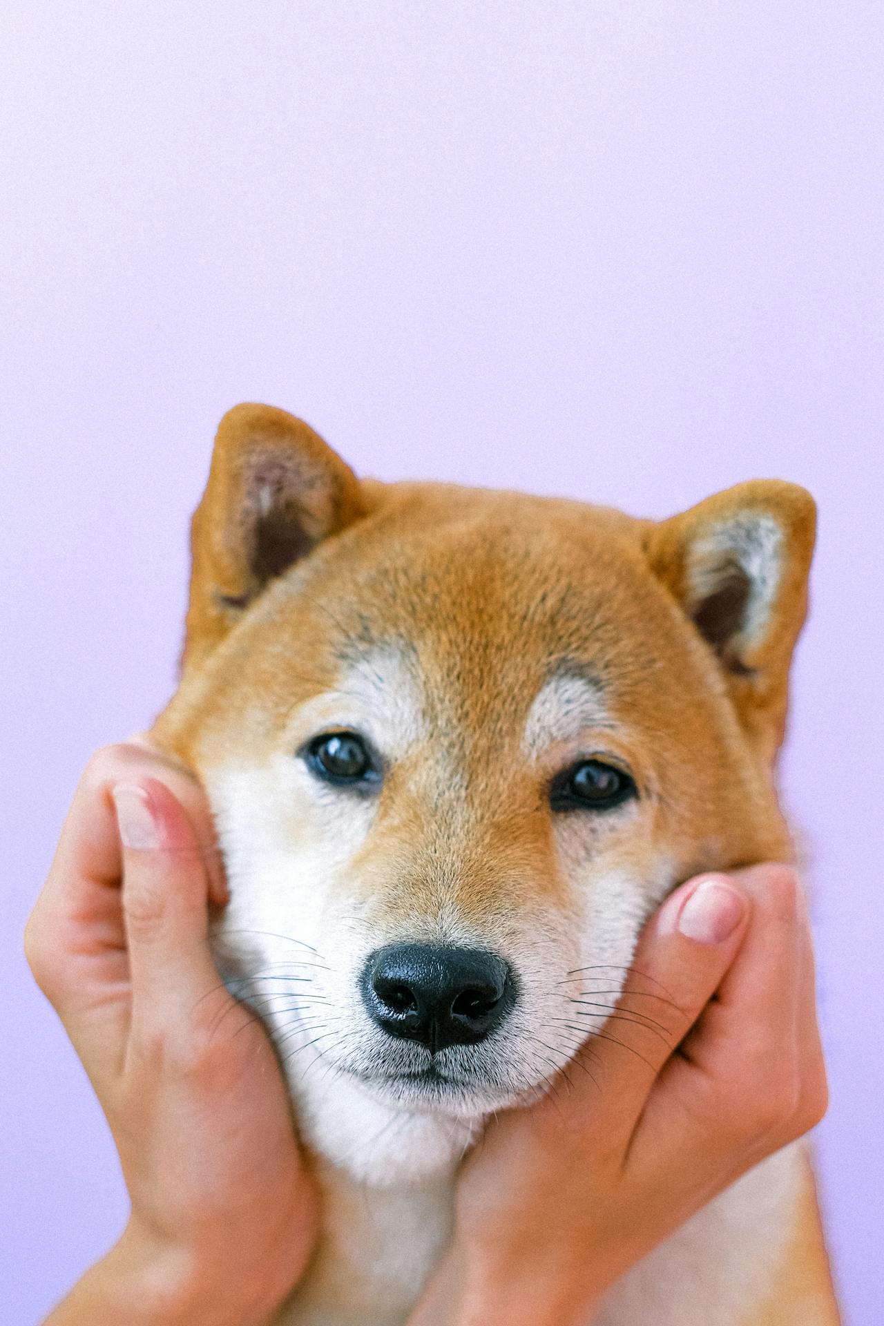 Con chó, chú chó thời trang, chó Shiba Inu, chó lông vàng, dễ thương, the dog, the fashionable dog, the Shiba Inu, the golden retriever, cute. -  Anna Shvets 7