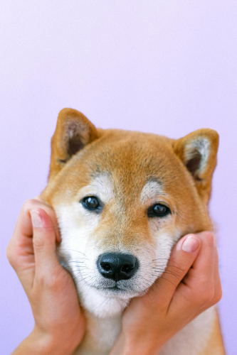 Con chó, chú chó thời trang, chó Shiba Inu, chó lông vàng, dễ thương, the dog, the fashionable dog, the Shiba Inu, the golden retriever, cute. -  Anna Shvets 7