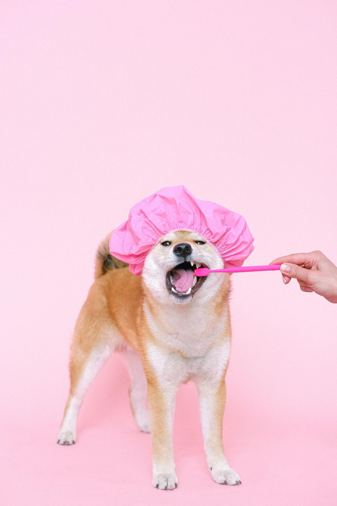 Con chó, chú chó thời trang, chó Shiba Inu, chó lông vàng, dễ thương, the dog, the fashionable dog, the Shiba Inu, the golden retriever, cute. -  Anna Shvets 2