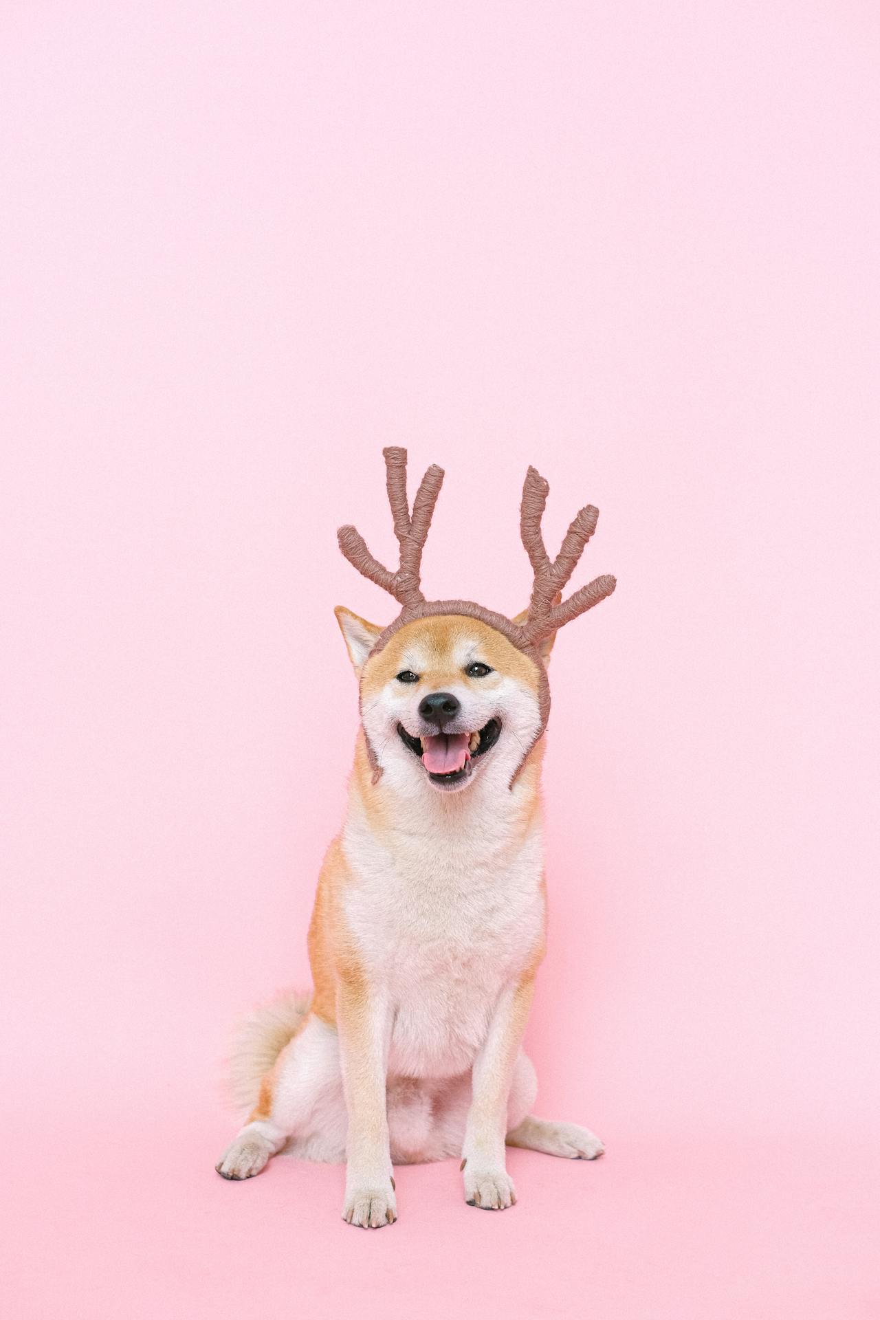 Con chó, chú chó thời trang, chó Shiba Inu, chó lông vàng, dễ thương, the dog, the fashionable dog, the Shiba Inu, the golden retriever, cute. -  Anna Shvets 15
