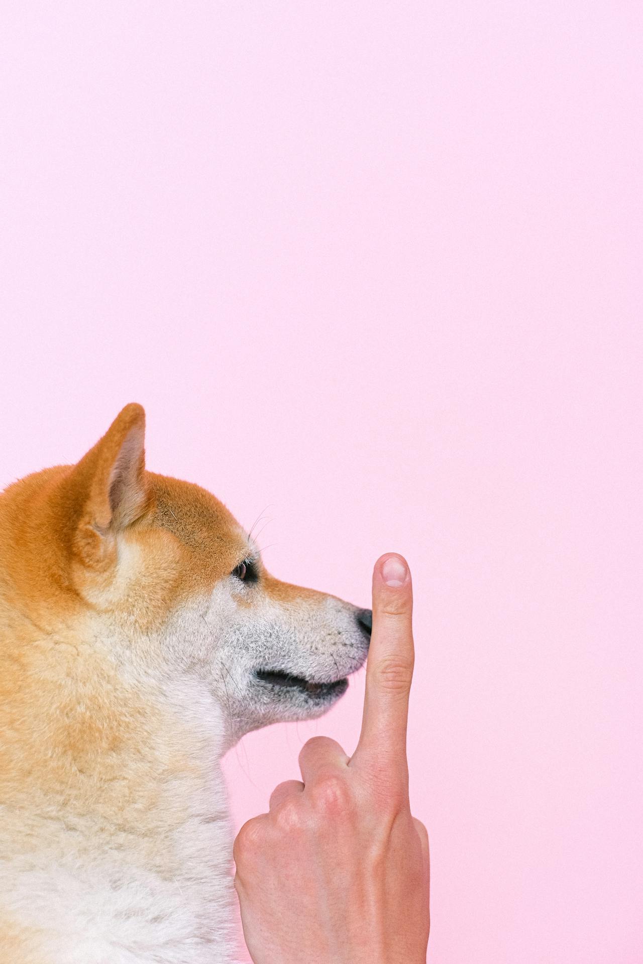 Con chó, chú chó thời trang, chó Shiba Inu, chó lông vàng, dễ thương, the dog, the fashionable dog, the Shiba Inu, the golden retriever, cute. -  Anna Shvets 1