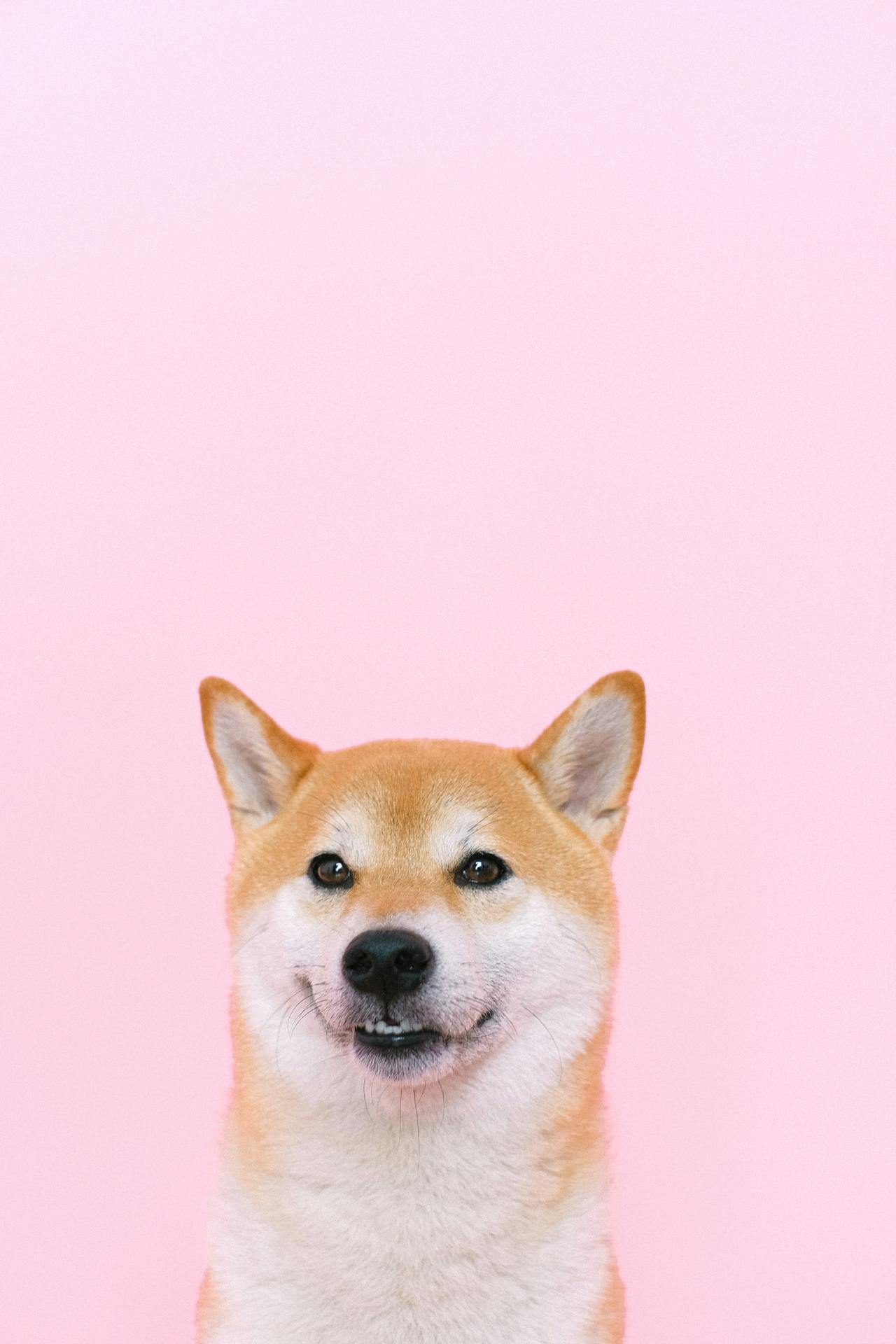 Con chó, chú chó thời trang, chó Shiba Inu, chó lông vàng, dễ thương, the dog, the fashionable dog, the Shiba Inu, the golden retriever, cute. -  Anna Shvets 8