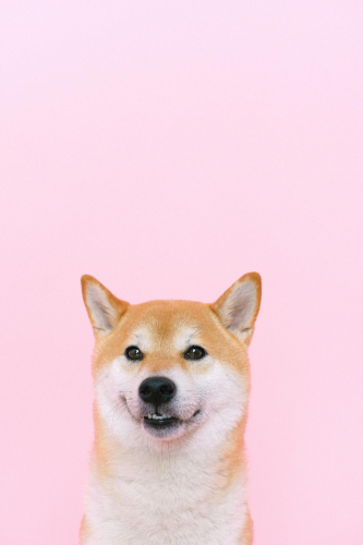 Con chó, chú chó thời trang, chó Shiba Inu, chó lông vàng, dễ thương, the dog, the fashionable dog, the Shiba Inu, the golden retriever, cute. -  Anna Shvets 8