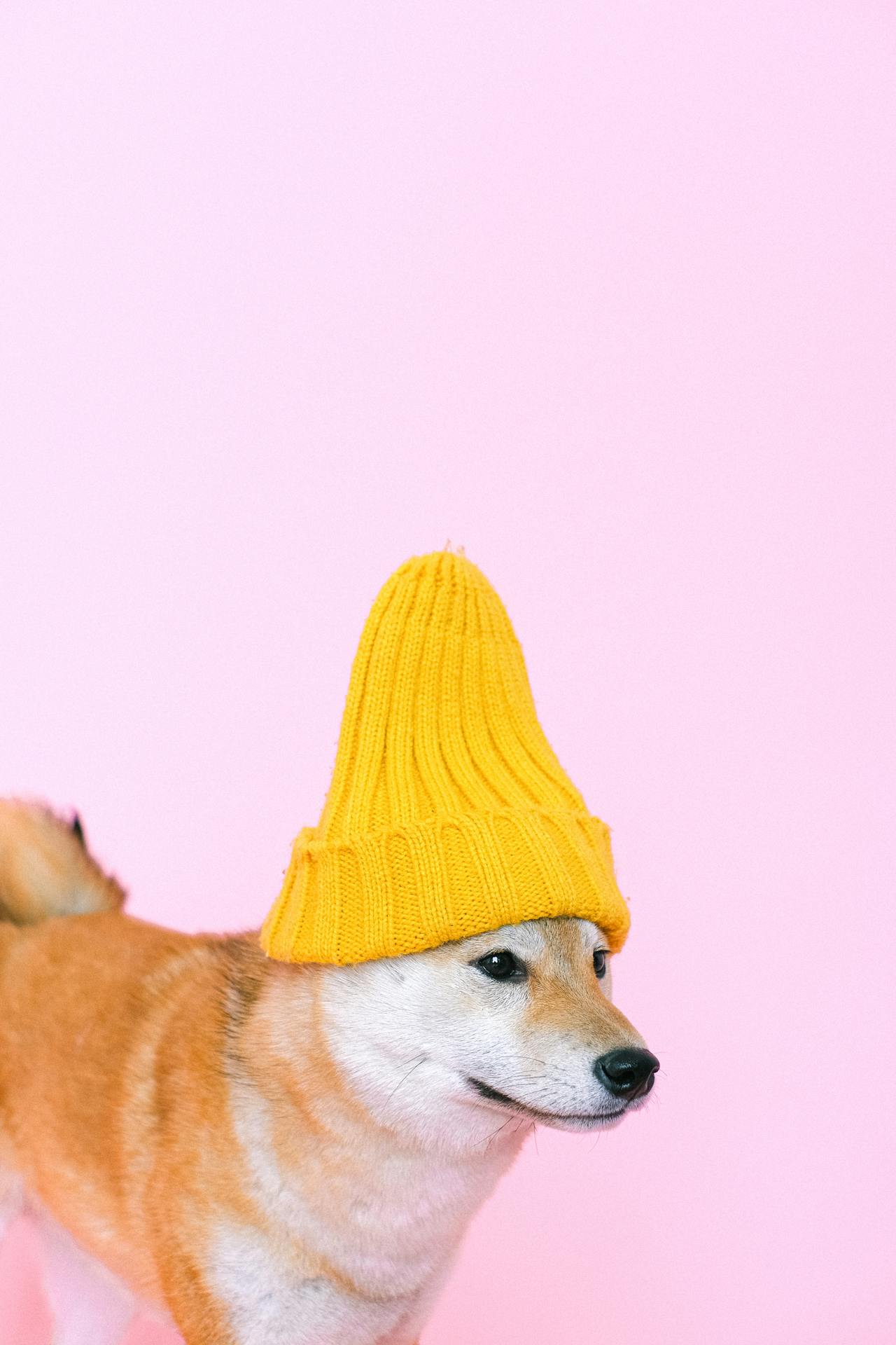 Con chó, chú chó thời trang, chó Shiba Inu, chó lông vàng, dễ thương, the dog, the fashionable dog, the Shiba Inu, the golden retriever, cute. -  Anna Shvets