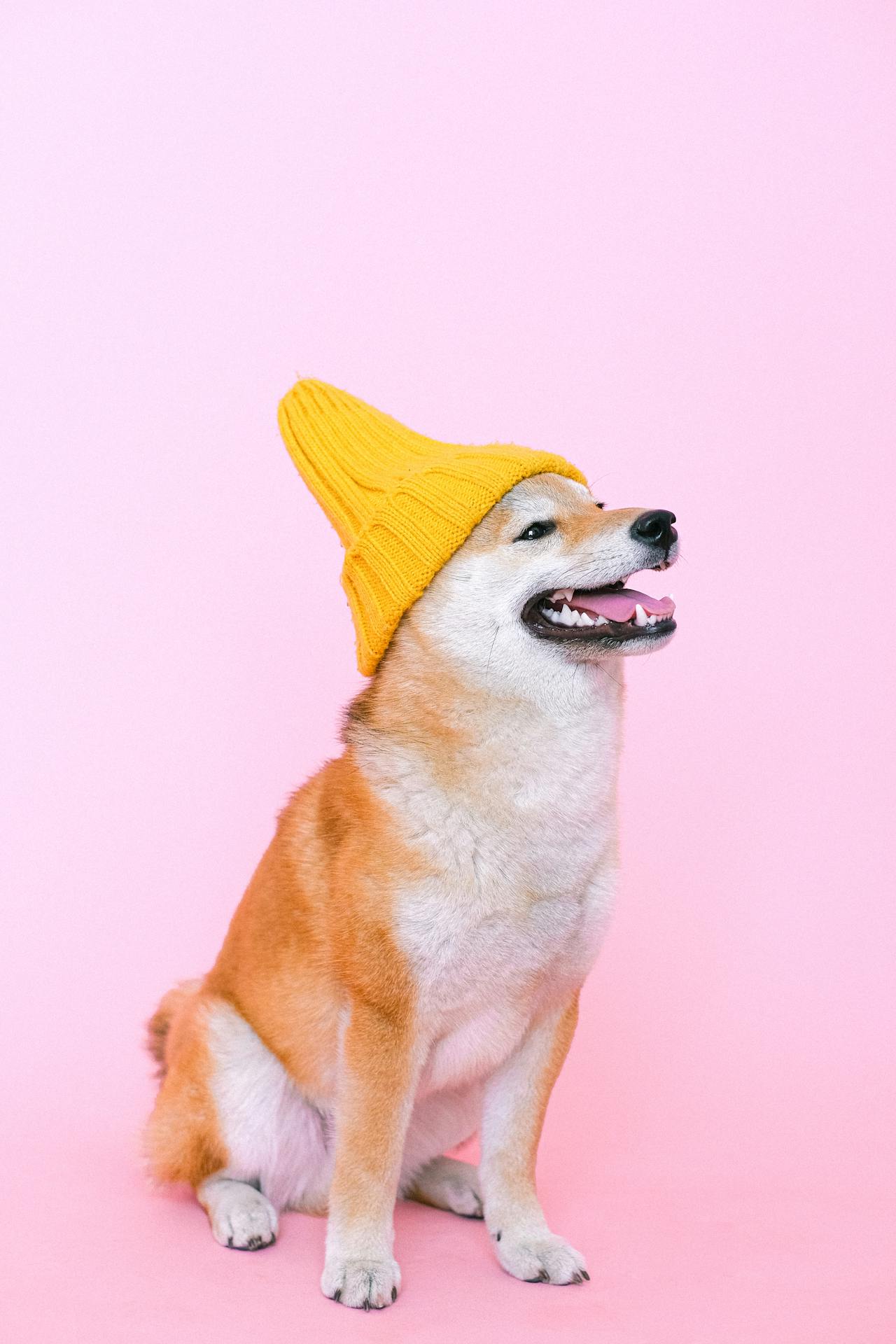 Con chó, chú chó thời trang, chó Shiba Inu, chó lông vàng, dễ thương, the dog, the fashionable dog, the Shiba Inu, the golden retriever, cute. -  Anna Shvets 4