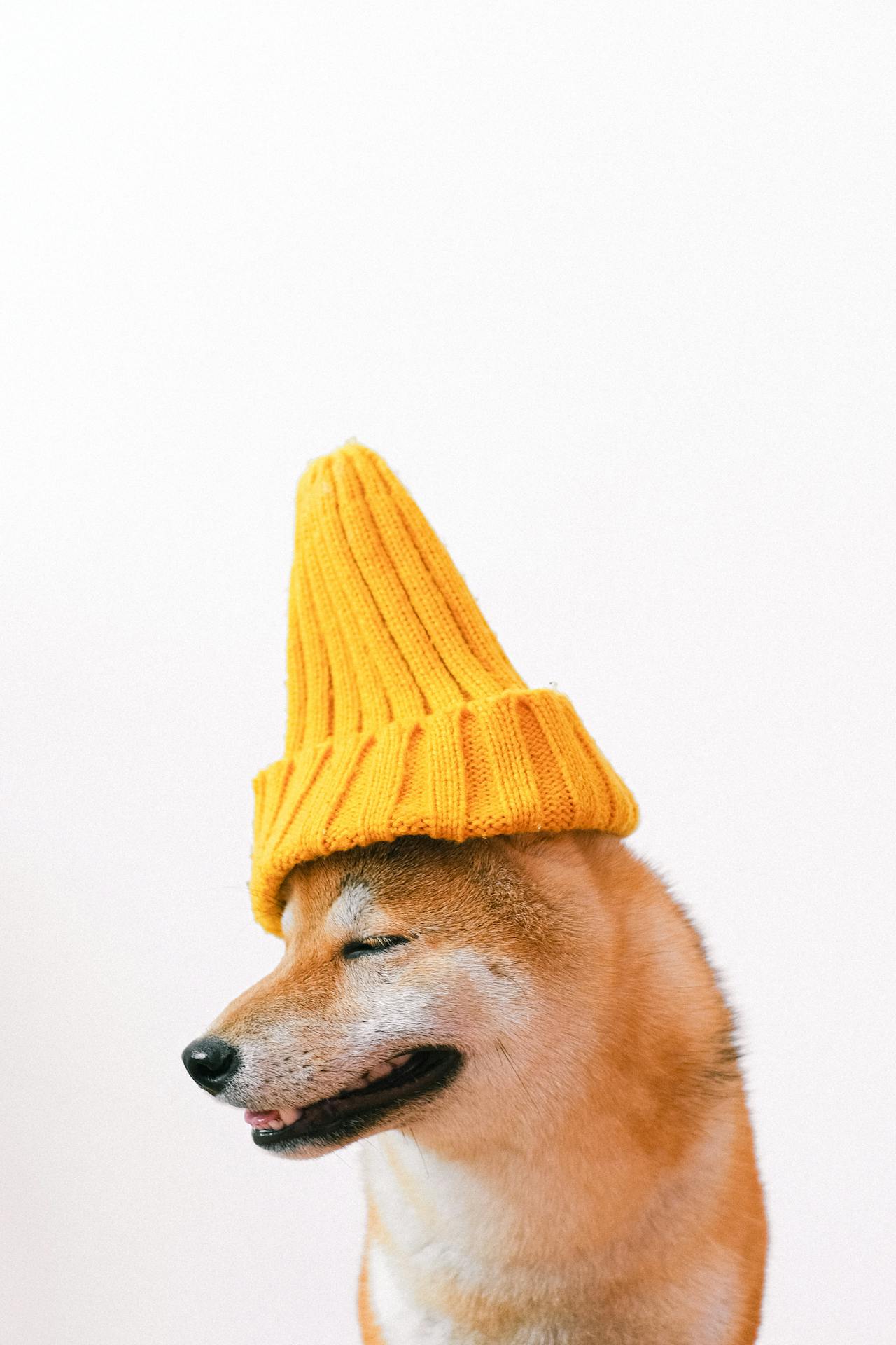 Con chó, chú chó thời trang, chó Shiba Inu, chó lông vàng, dễ thương, the dog, the fashionable dog, the Shiba Inu, the golden retriever, cute. -  Anna Shvets 22