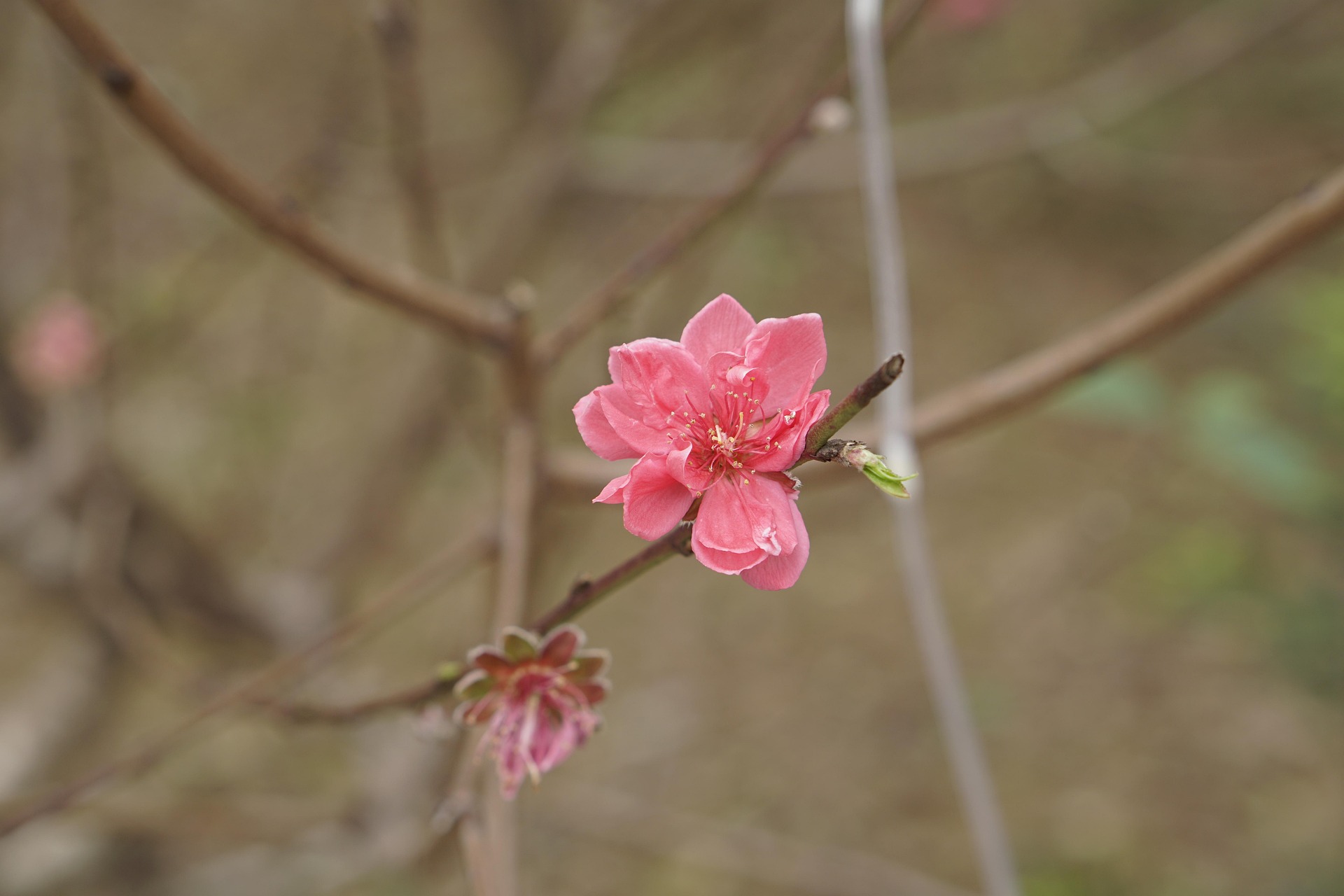 Hoa đào, cây cảnh, bonsai,  peach blossom, flower, tết, xuân, spring, truyền thống, Việt Nam- thuycongofficial 3
