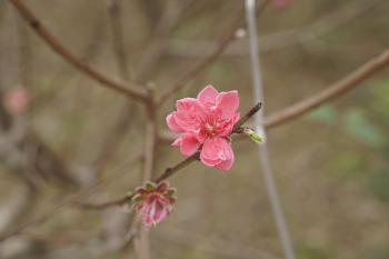 Hoa đào, cây cảnh, bonsai,  peach blossom, flower, tết, xuân, spring, truyền thống, Việt Nam- thuycongofficial 3