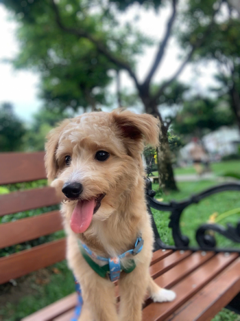 Chó, chó con, thú cưng, dễ thương, động vật, Dog, puppy, pet, cute, animal 2