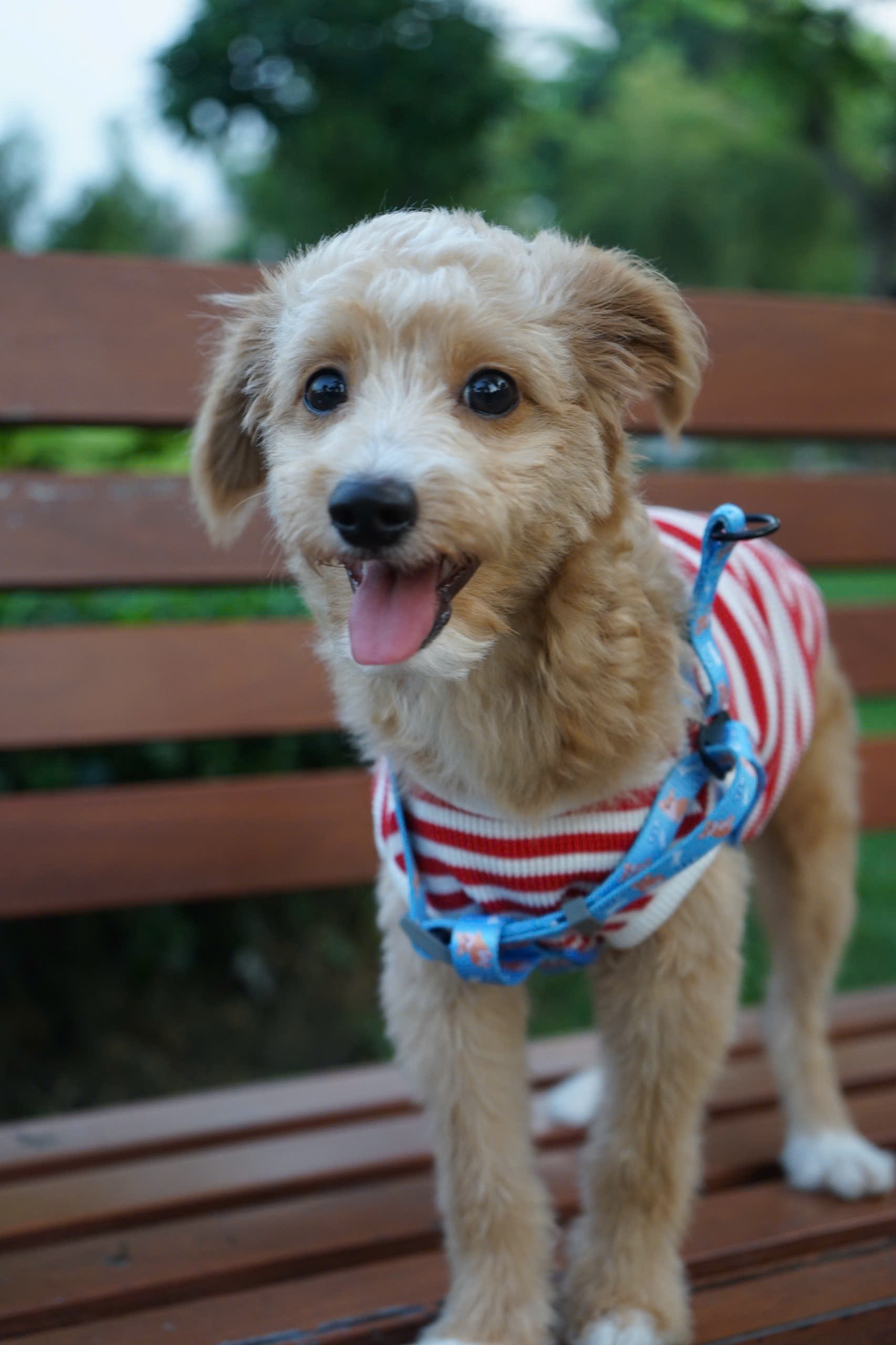 Chó, chó con, thú cưng, dễ thương, động vật, Dog, puppy, pet, cute, animal 3