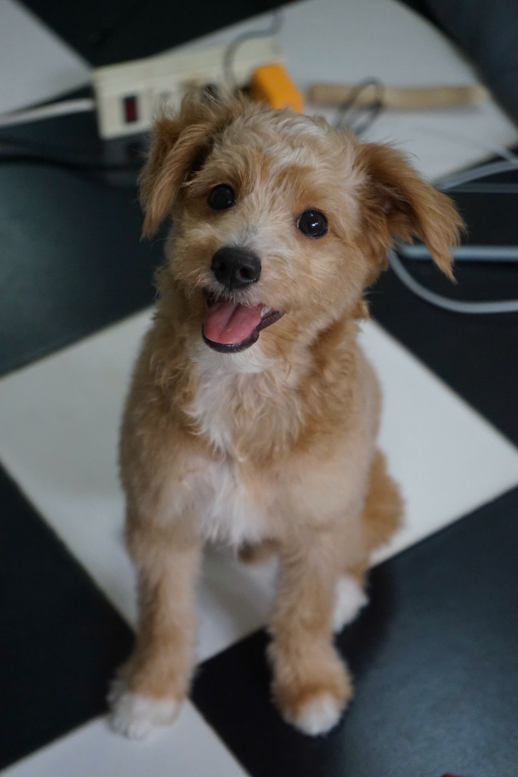 Chó, chó con, thú cưng, dễ thương, động vật, Dog, puppy, pet, cute, animal 6