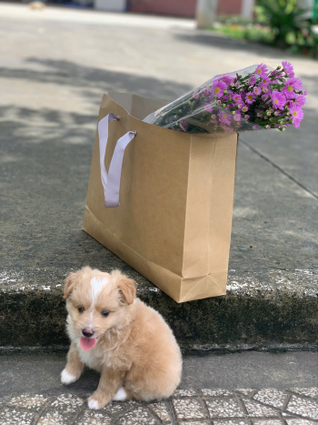 Chó, chó con, thú cưng, dễ thương, động vật, Dog, puppy, pet, cute, animal 11