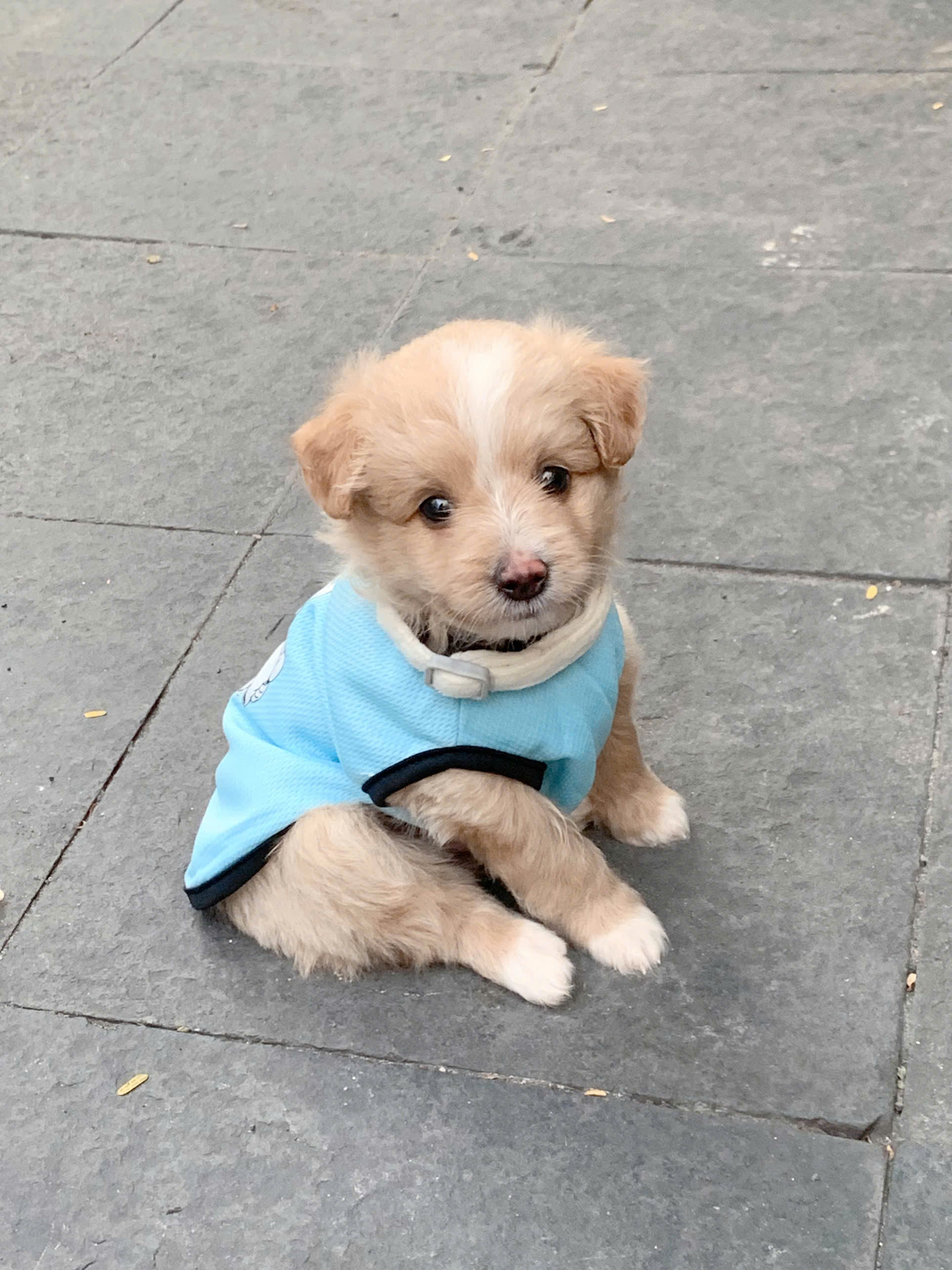 Chó, chó con, thú cưng, dễ thương, động vật, Dog, puppy, pet, cute, animal 13