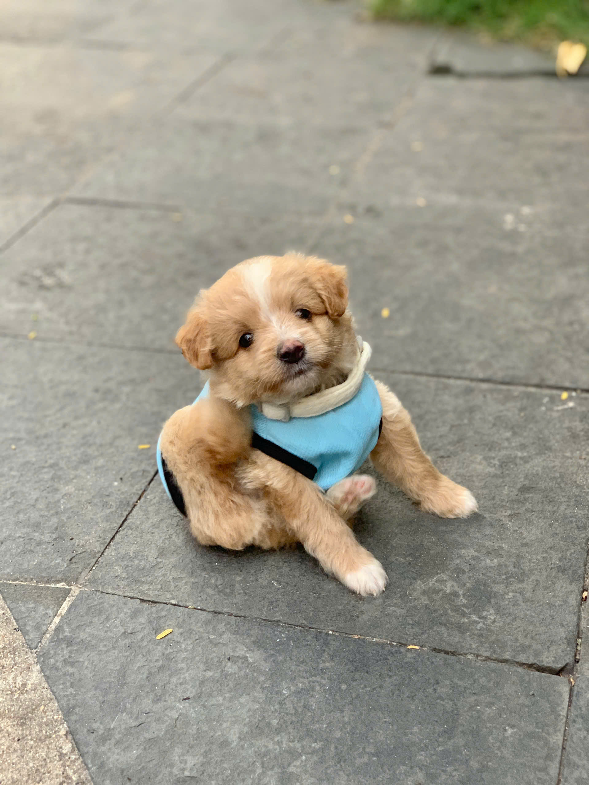Chó, chó con, thú cưng, dễ thương, động vật, Dog, puppy, pet, cute, animal 14