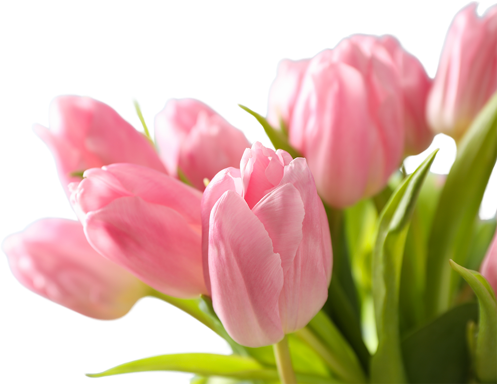 Bó hoa, hoa tulip
