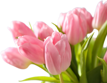 Bó hoa, hoa tulip