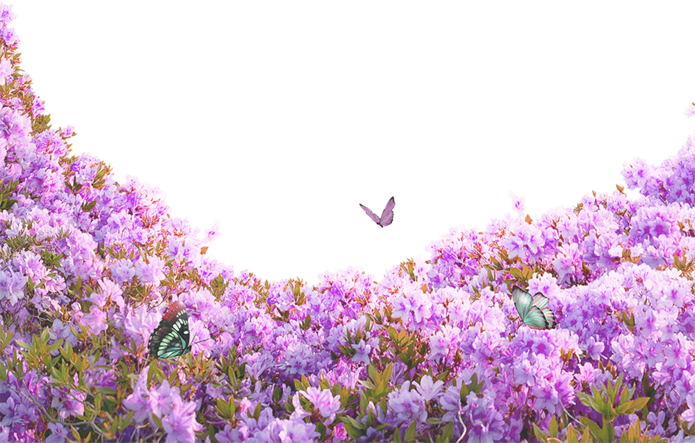 Hoa, flower 40
