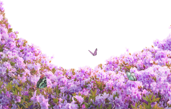Hoa, flower 40